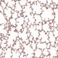 Anti-Dnmt1 Rabbit Monoclonal Antibody